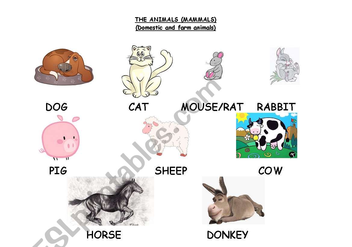 THE ANIMALS (mammals) (A) worksheet