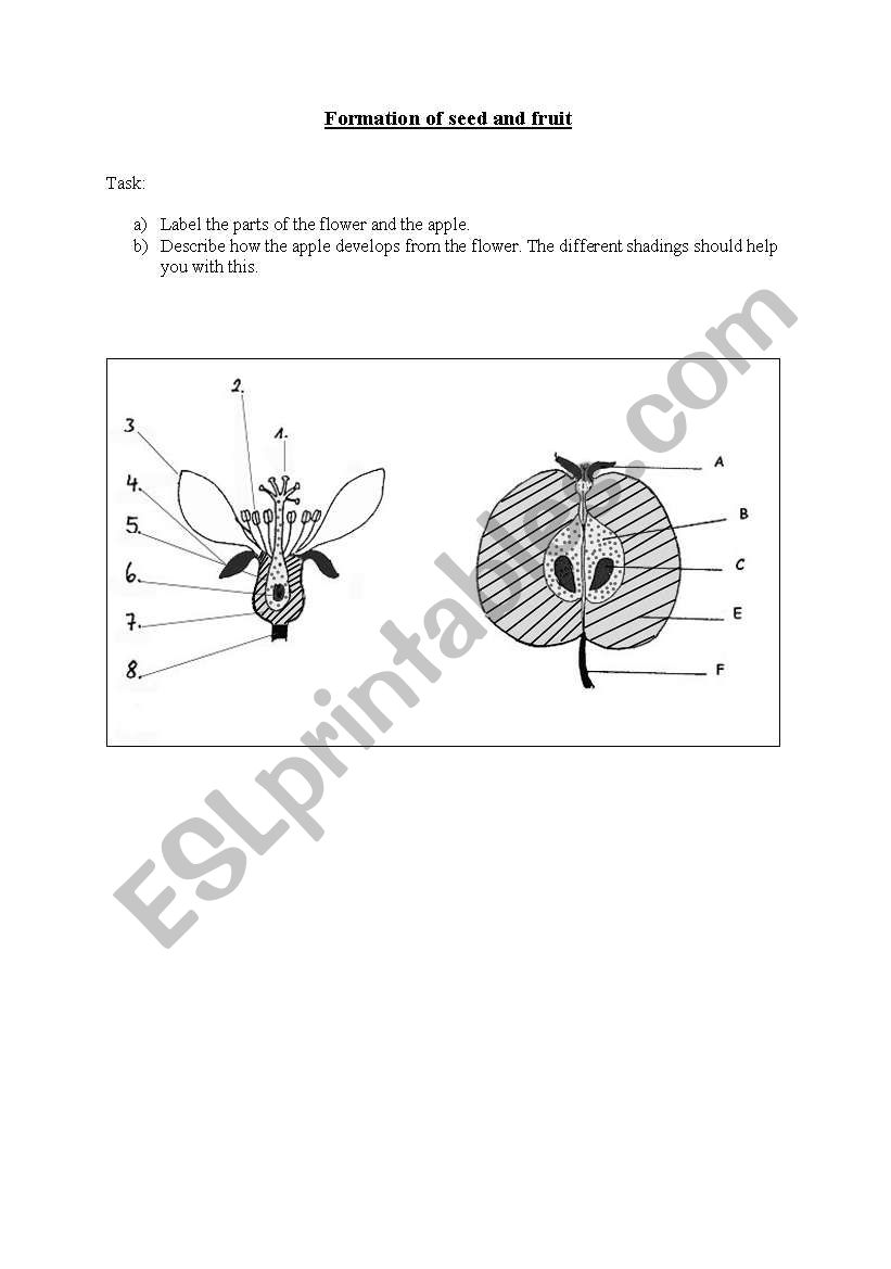 From seed to fruit worksheet