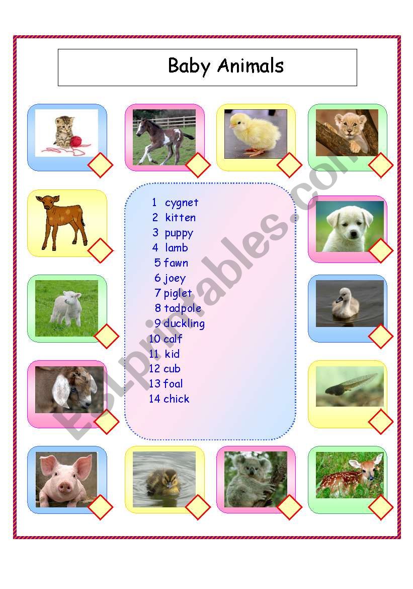 Baby animals worksheet