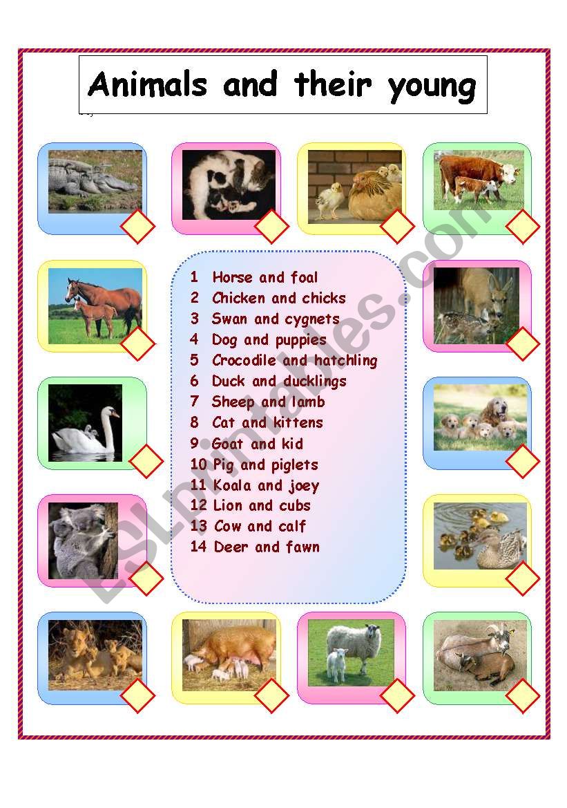 Animals and their young worksheet