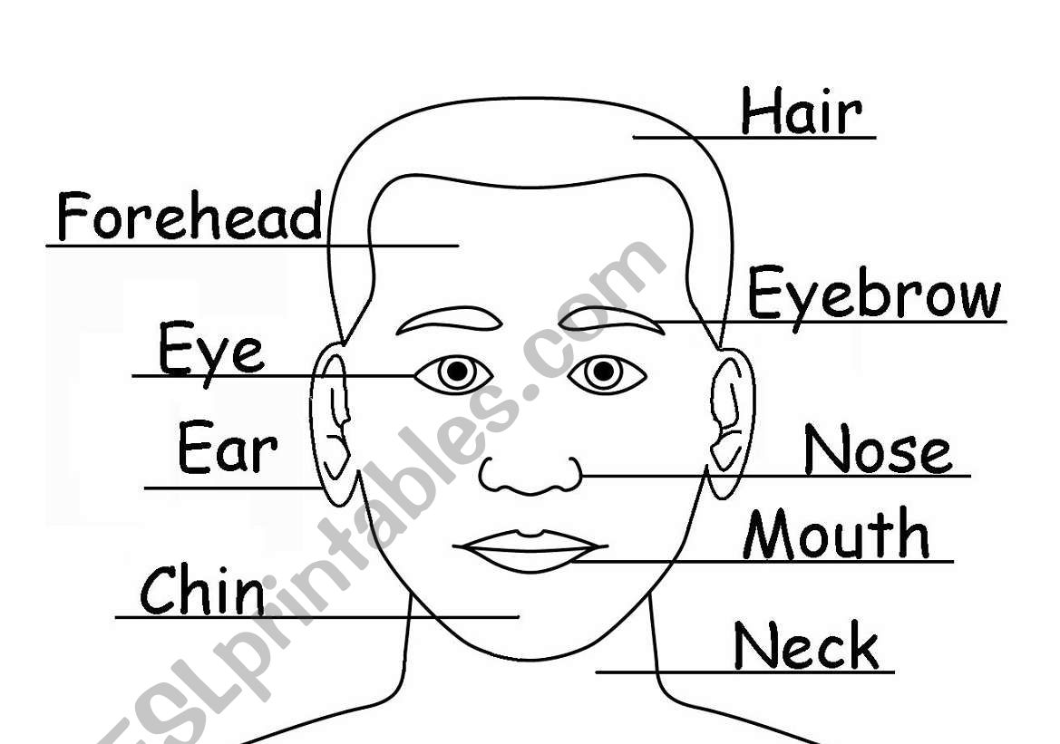 Face Parts worksheet