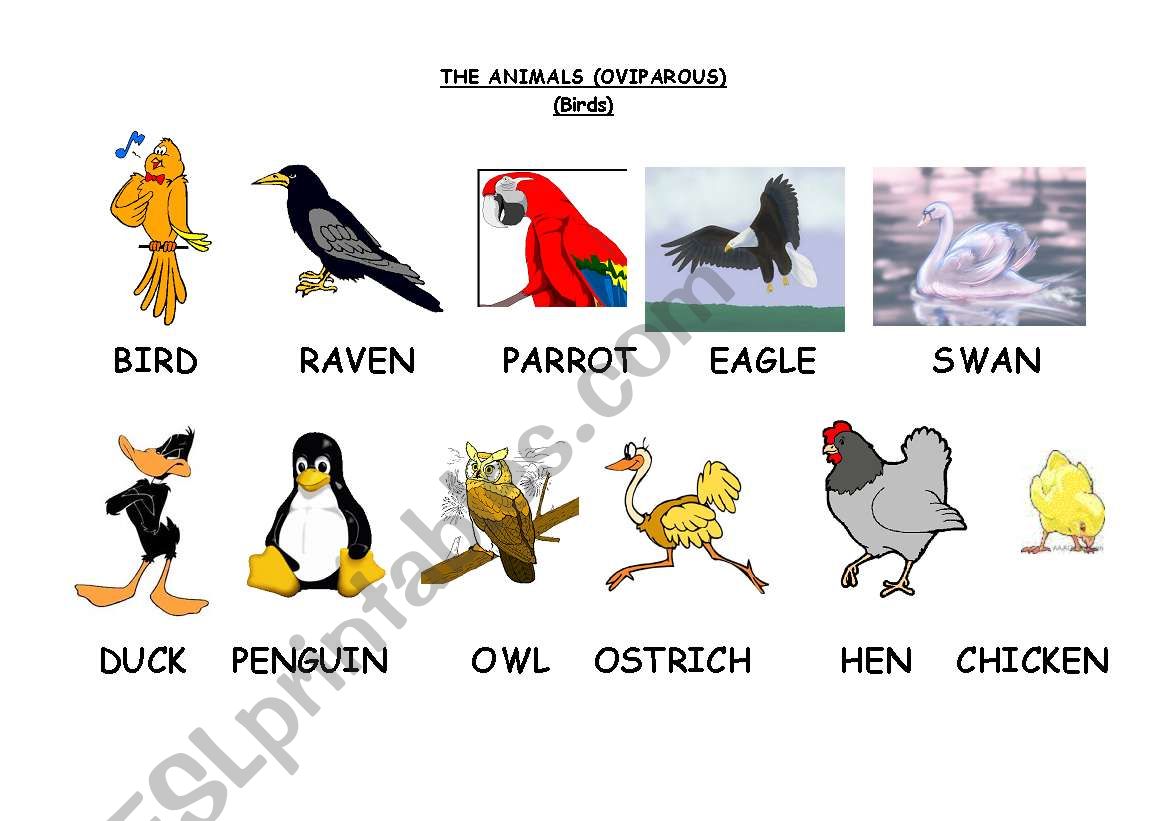 THE ANIMALS (OVIPAROUS) worksheet