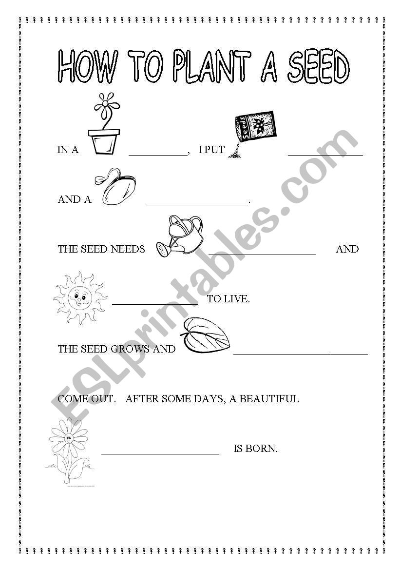 HOW TO PLANT A SEED. LIFE CYCLE OF A PLANT