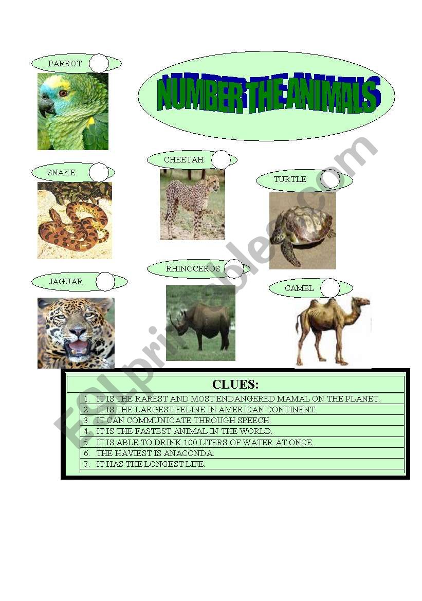 NUMBER THE ANIMALS worksheet