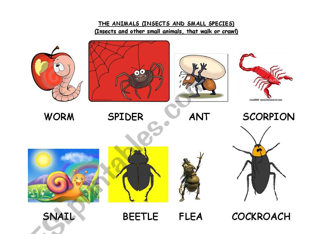 THE ANIMALS (INSECTS AND SMALL SPECIES)