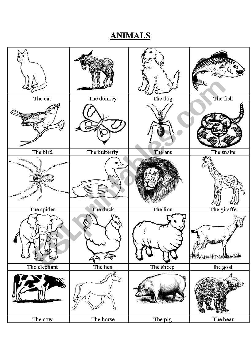 animals (vocabulary) worksheet