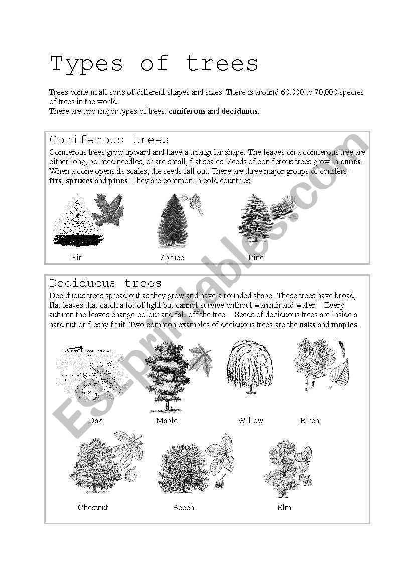 Types of trees worksheet