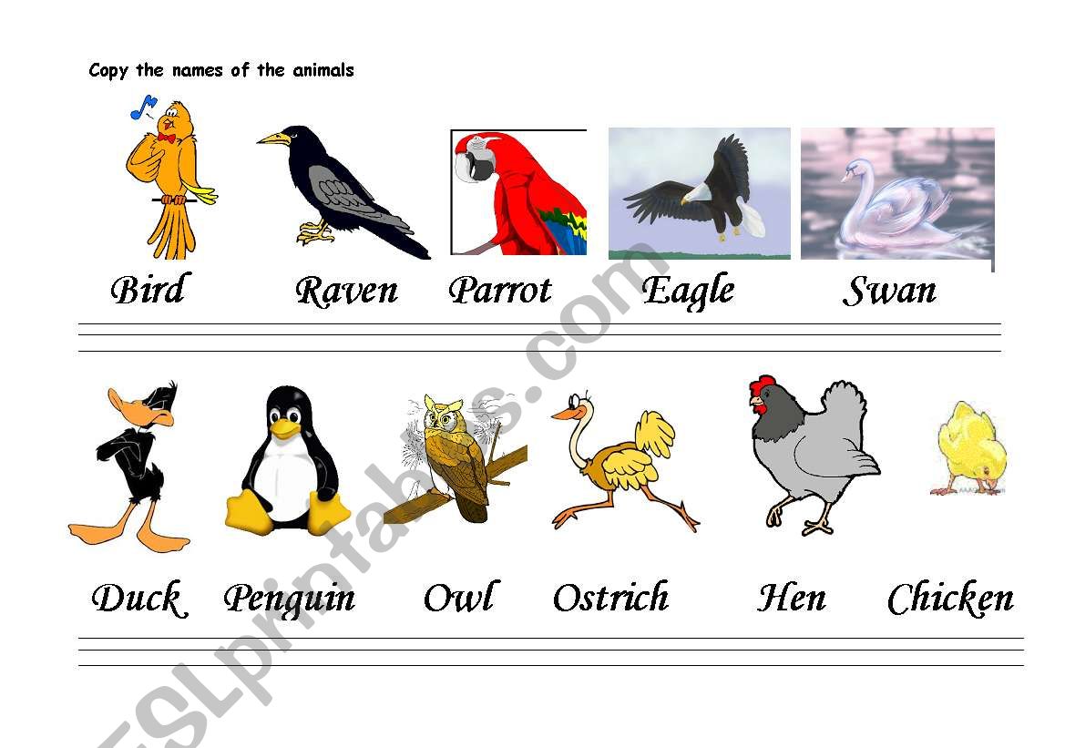 English worksheets: THE CALLIGRAPHY OF THE ANIMALS (OVIPAROUS)