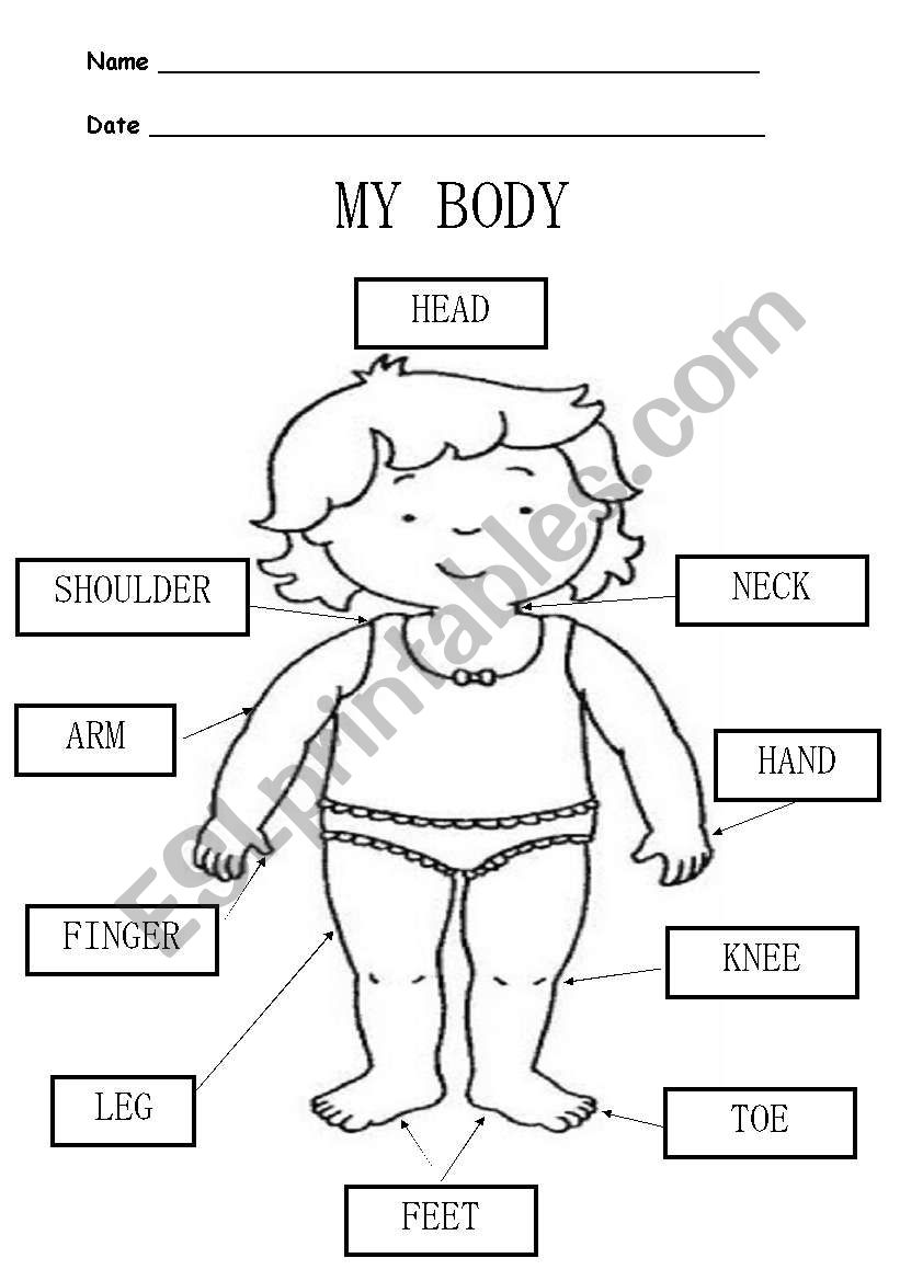 MY BODY worksheet