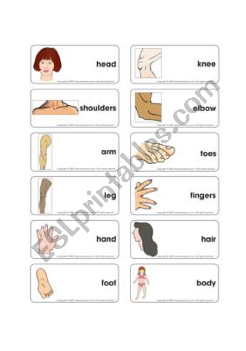 body parts worksheet