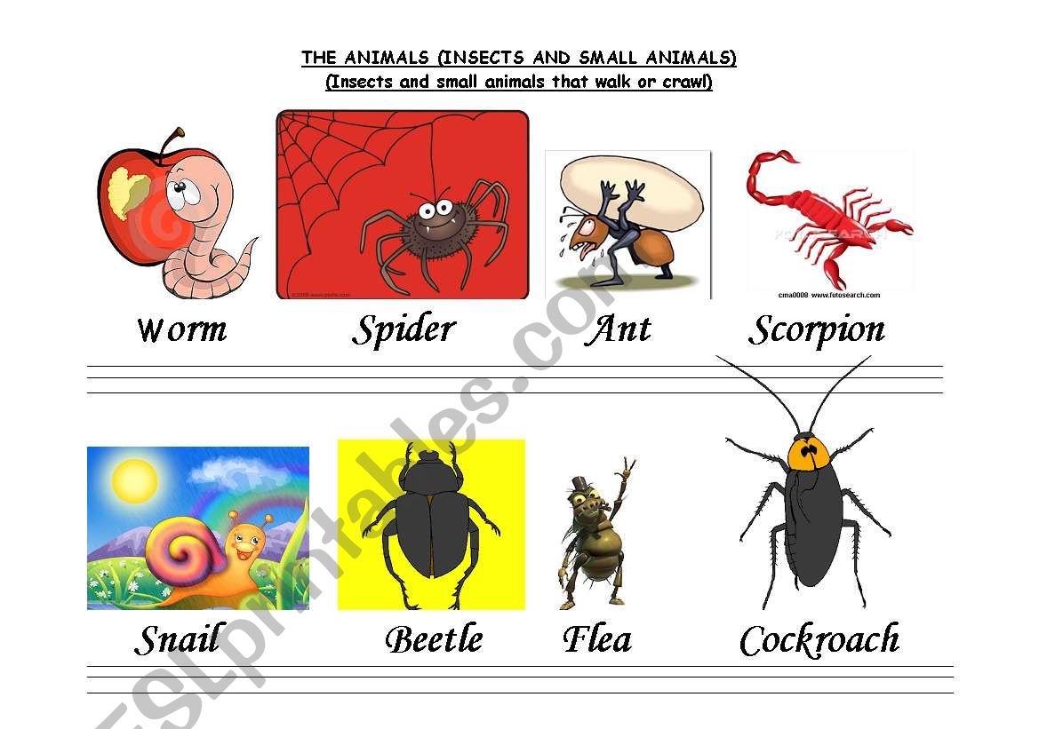 THE CALLIGRAPHY OF THE ANIMALS (INSECTS AND SMALL ANIMALS)