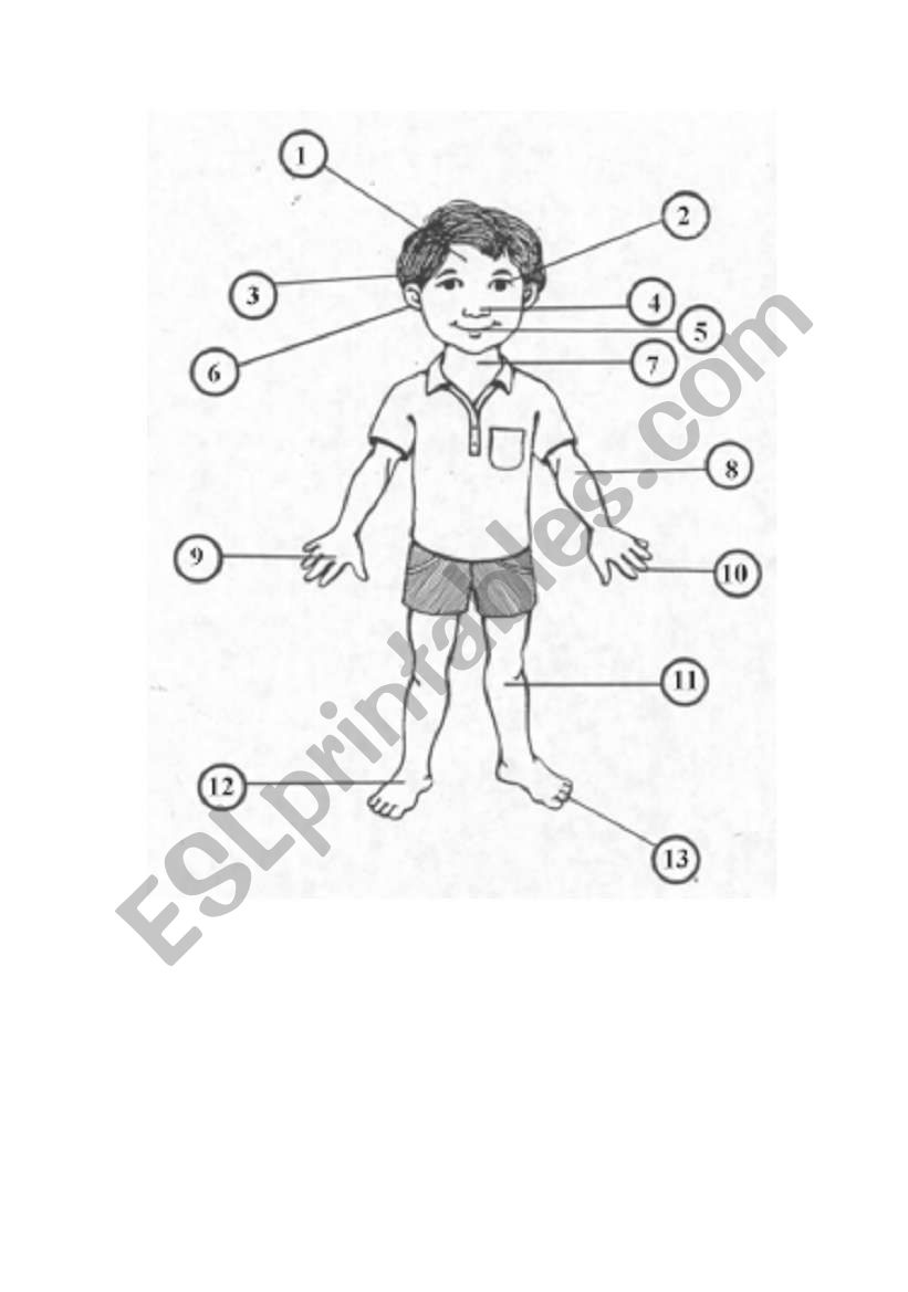 Body Parts worksheet