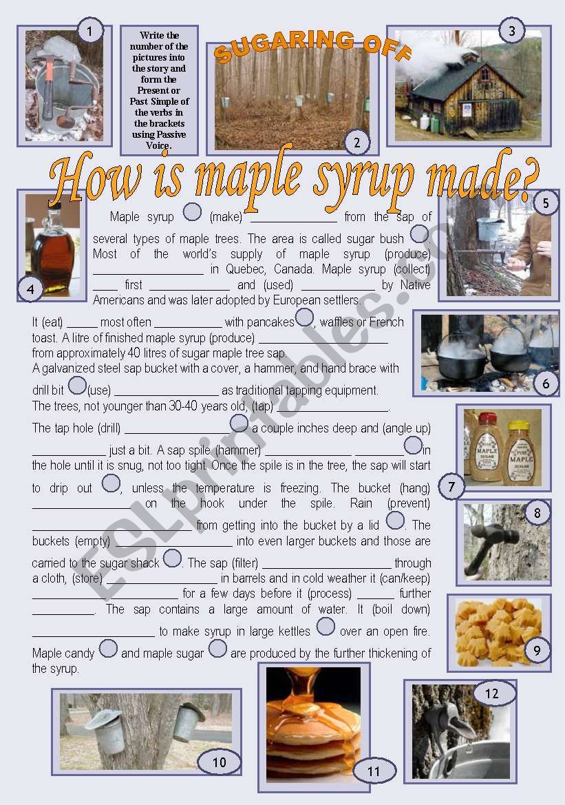 How is Maple Syrup Made?/Passive Voice 1st Part