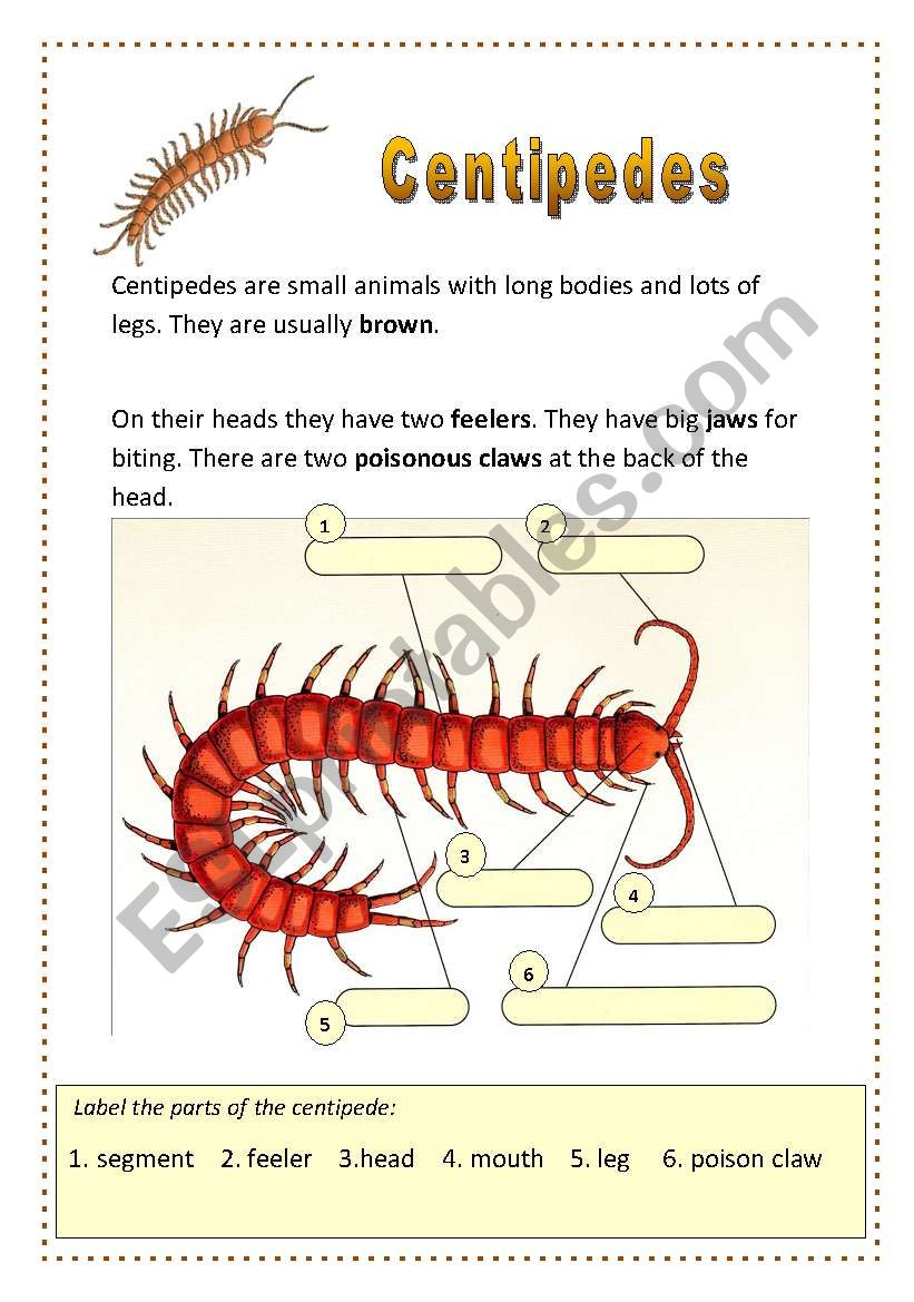 Centipedes worksheet