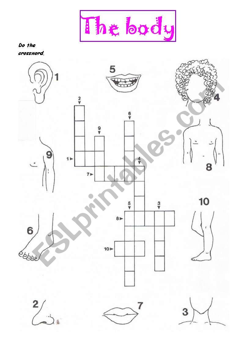 The body crossword worksheet