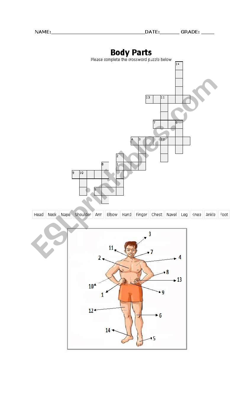 body parts worksheet