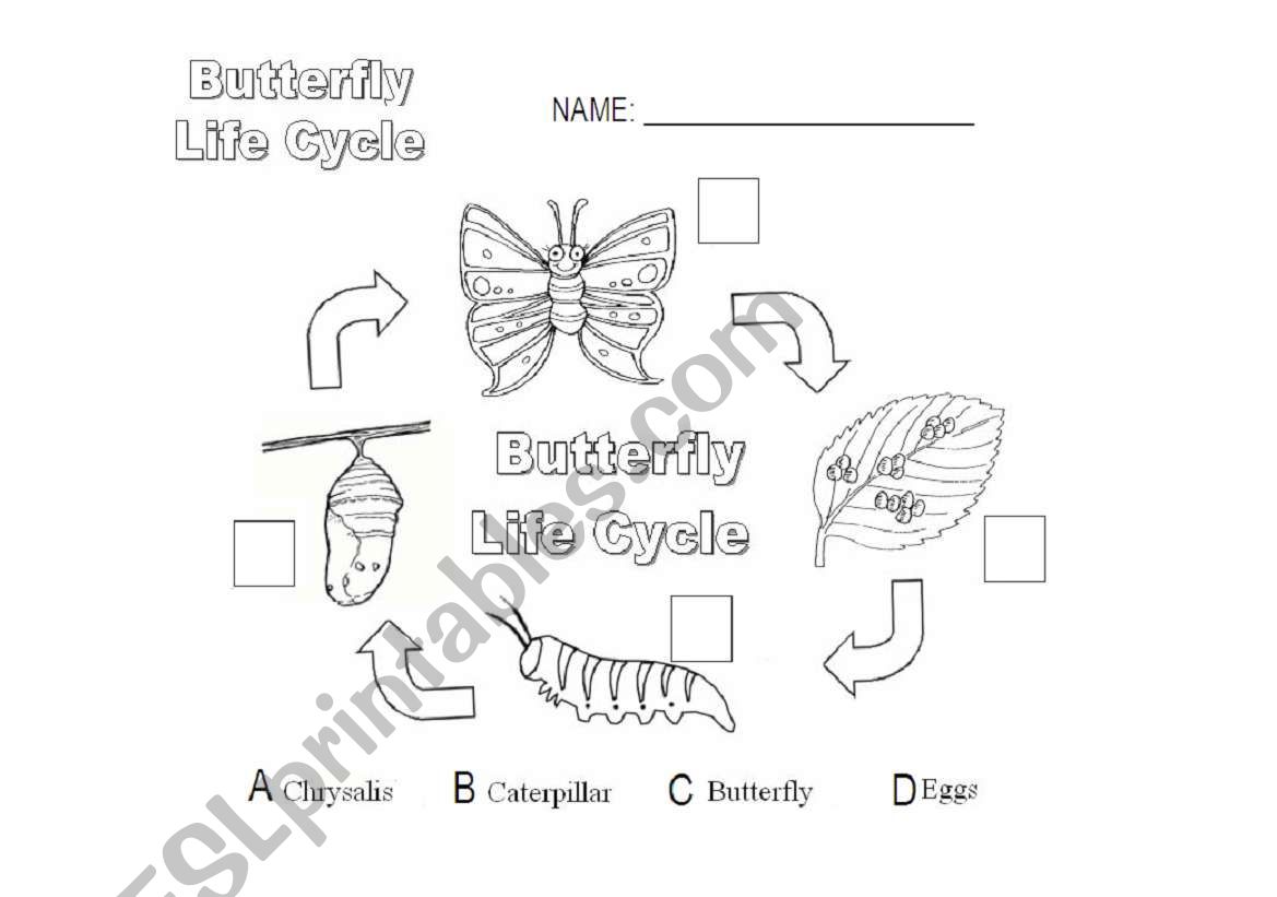 Butterfly Life Cycle worksheet