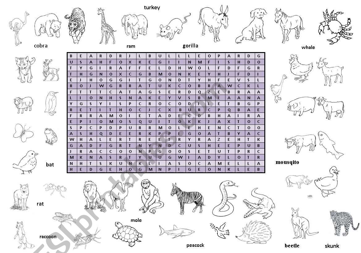 Finding an animal worksheet