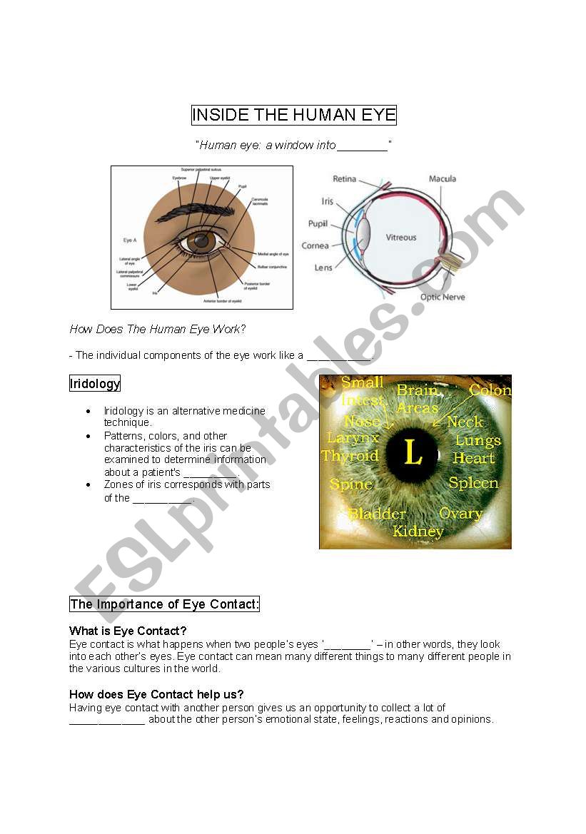 Eye ( Inside of the human eye)