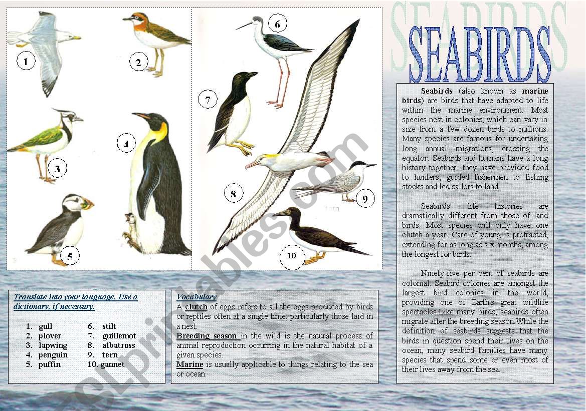 Birds - 1.Seabirds worksheet