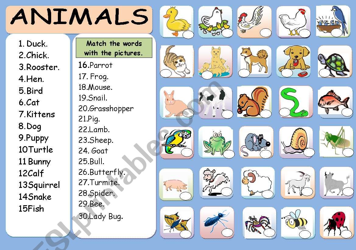 Animals worksheet