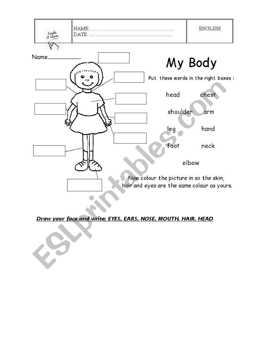 my body worksheet