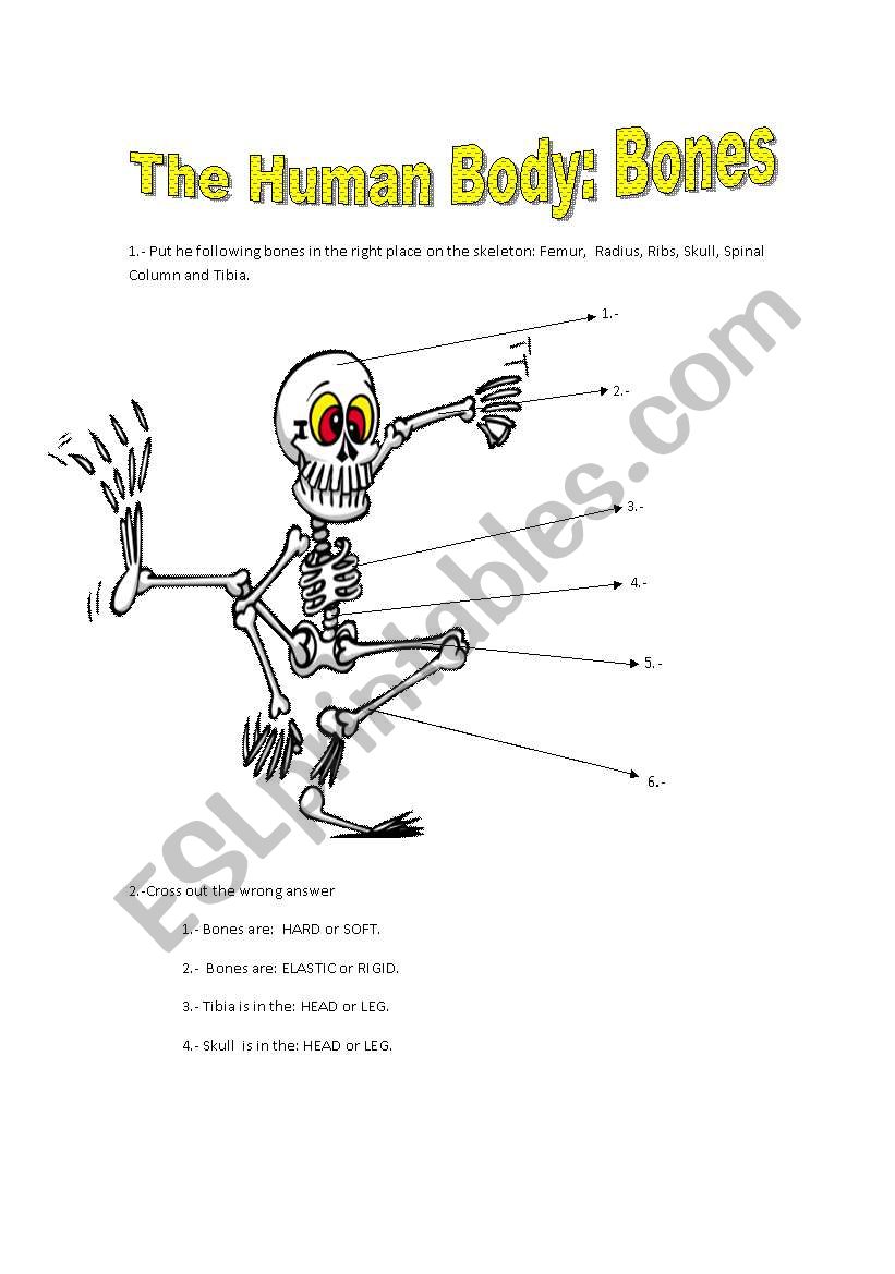 The Human Body: Bones worksheet
