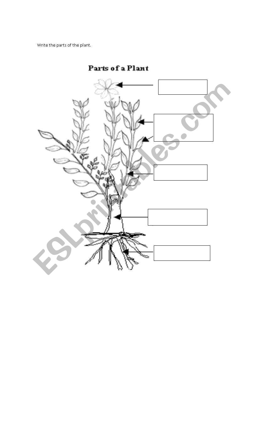 Parts of the plant worksheet