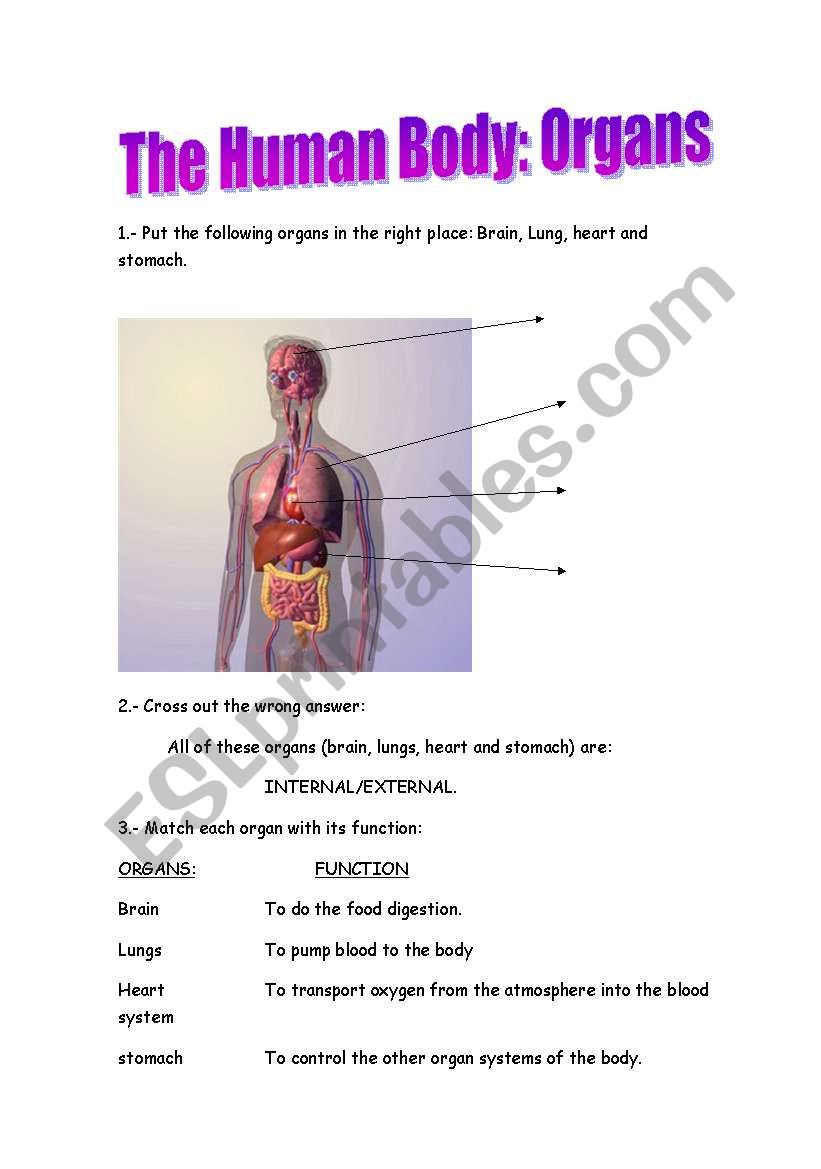 The Human Body: ORGANS worksheet