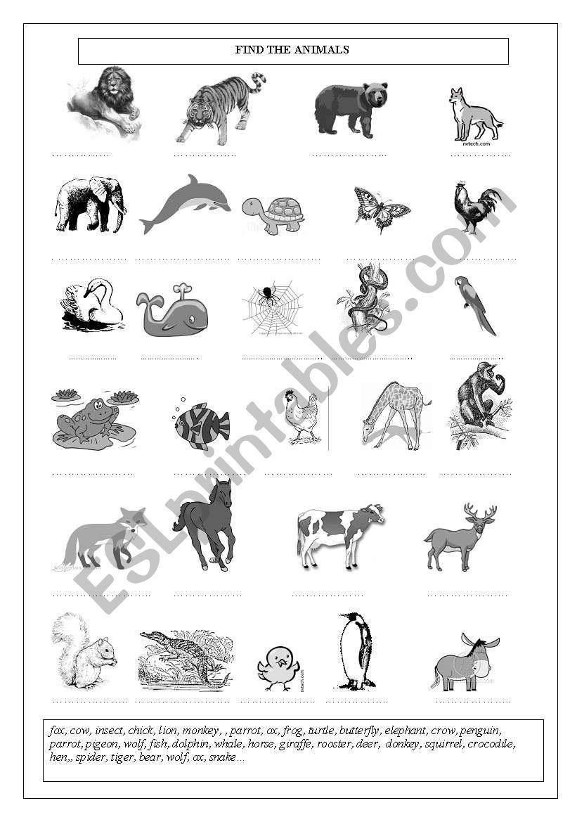 animals worksheet worksheet