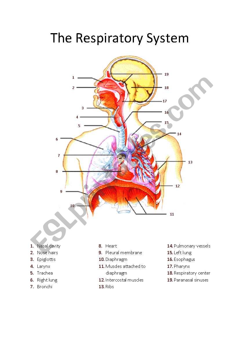 The respiratory system worksheet