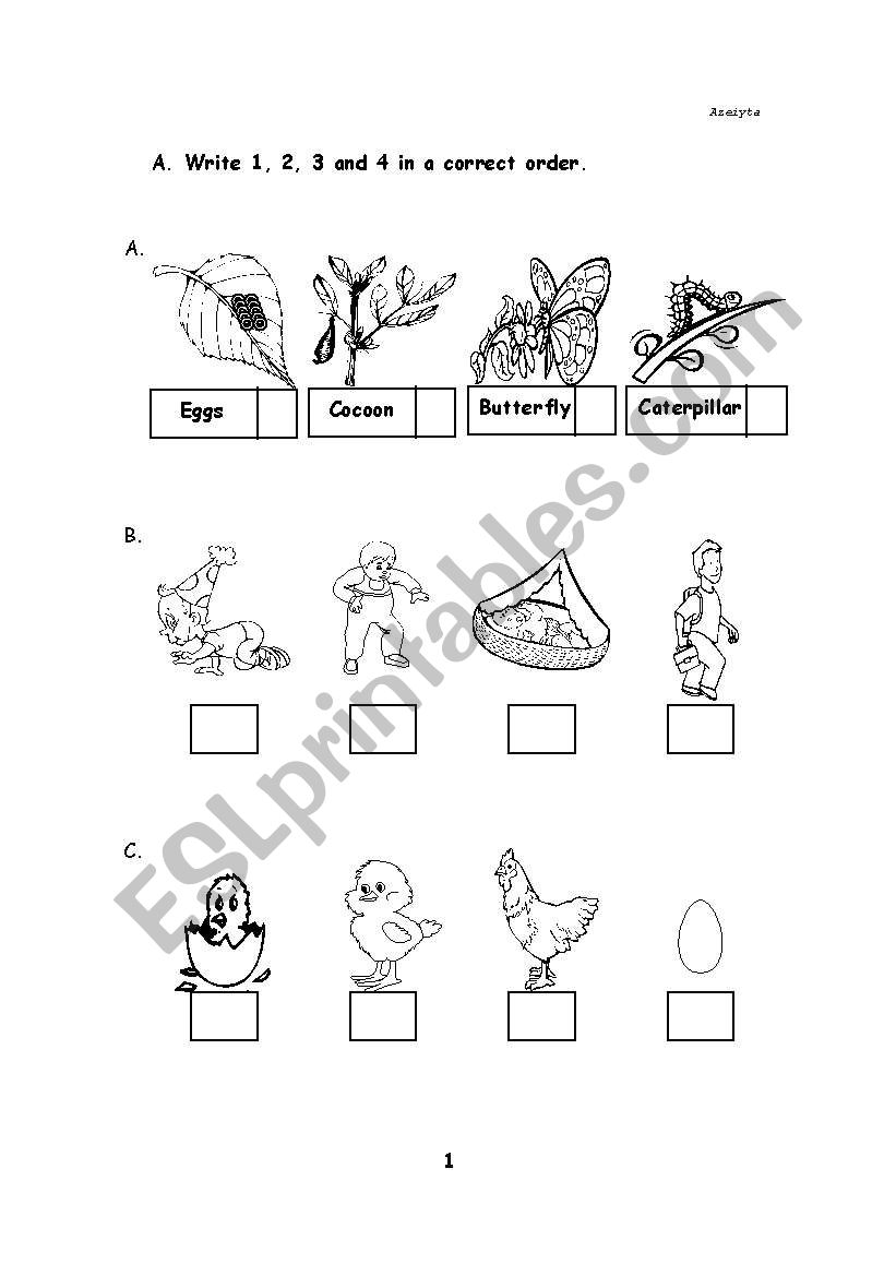 Life Cycle of Living Things worksheet