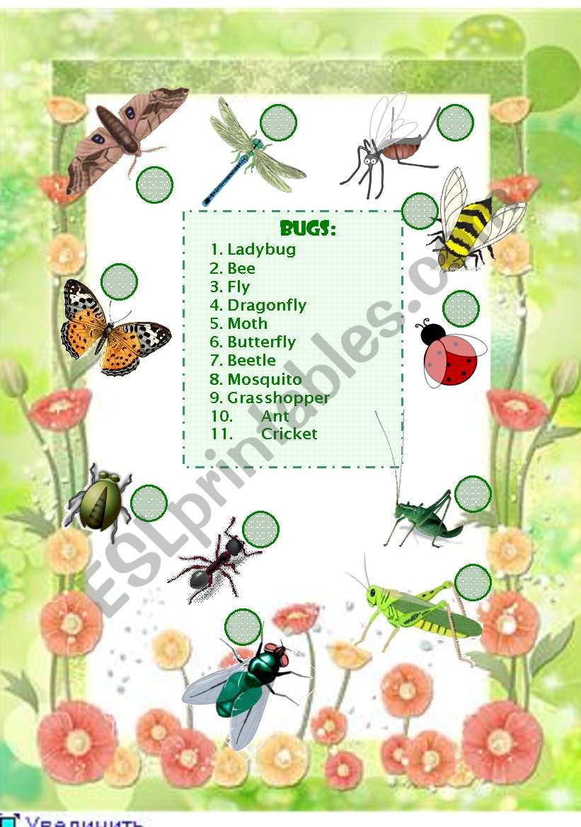 Bugs Vocabulary worksheet