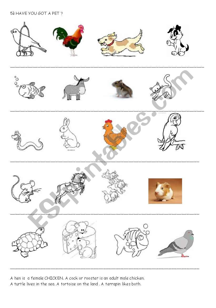 have you got a pet worksheet