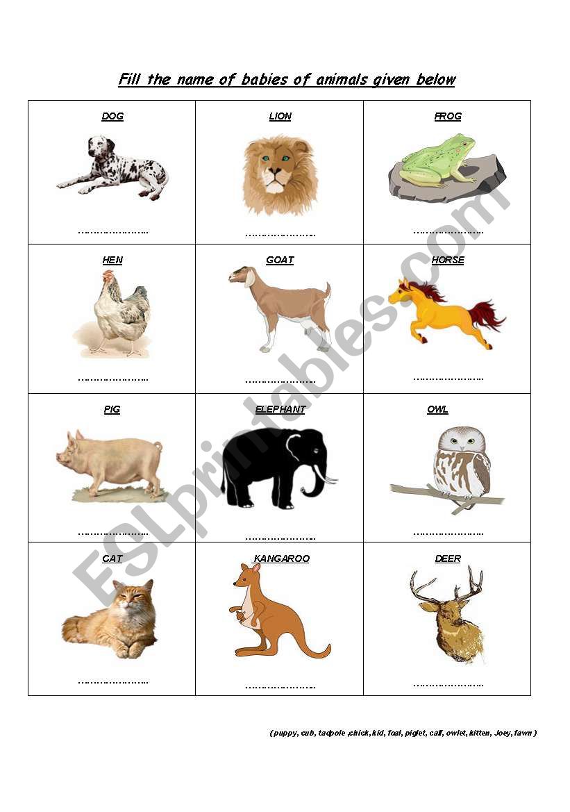 Babies of animals worksheet