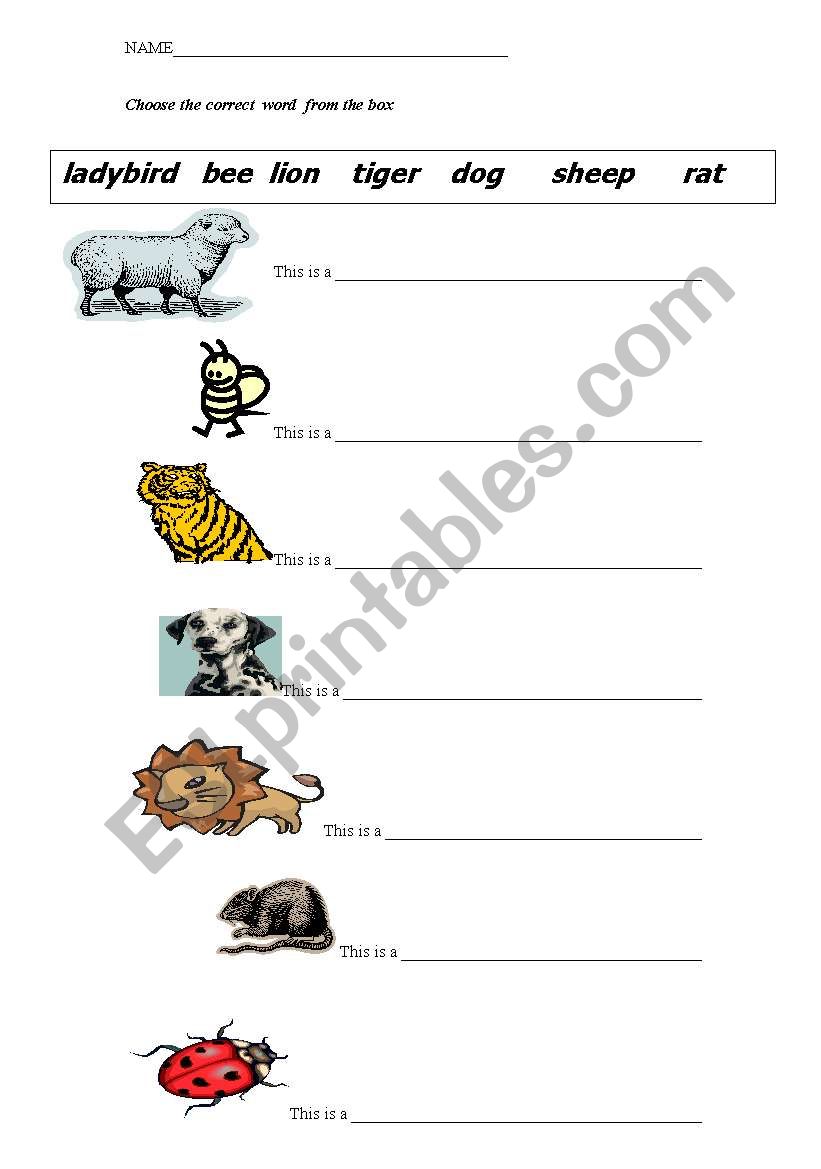 animal worksheet worksheet