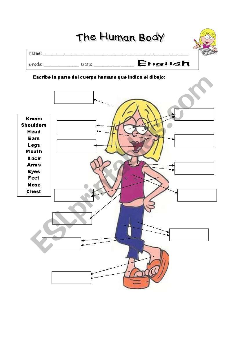 Human body worksheet