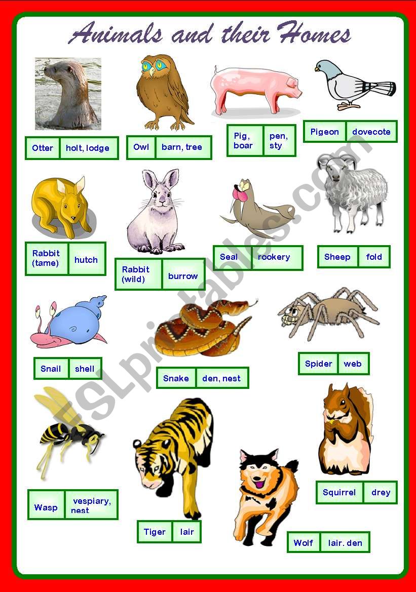 Animal And Their Homes Chart