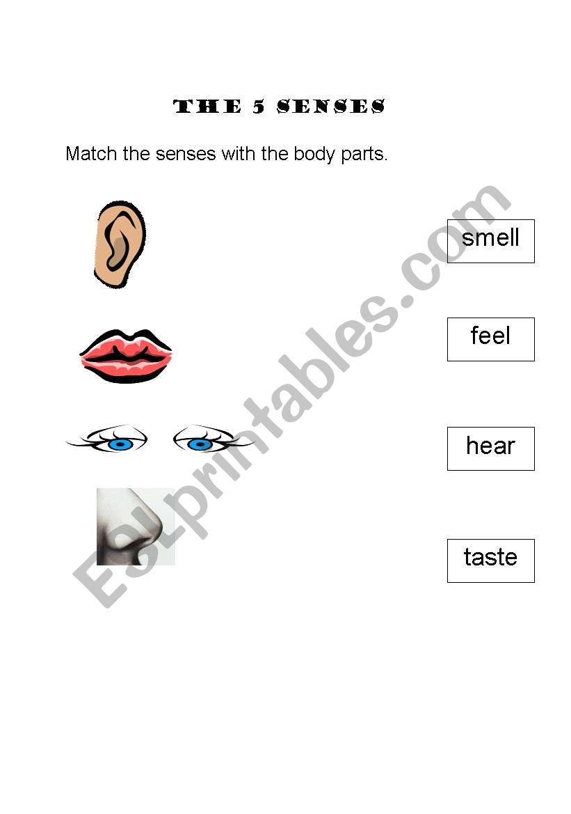 5 senses worksheet