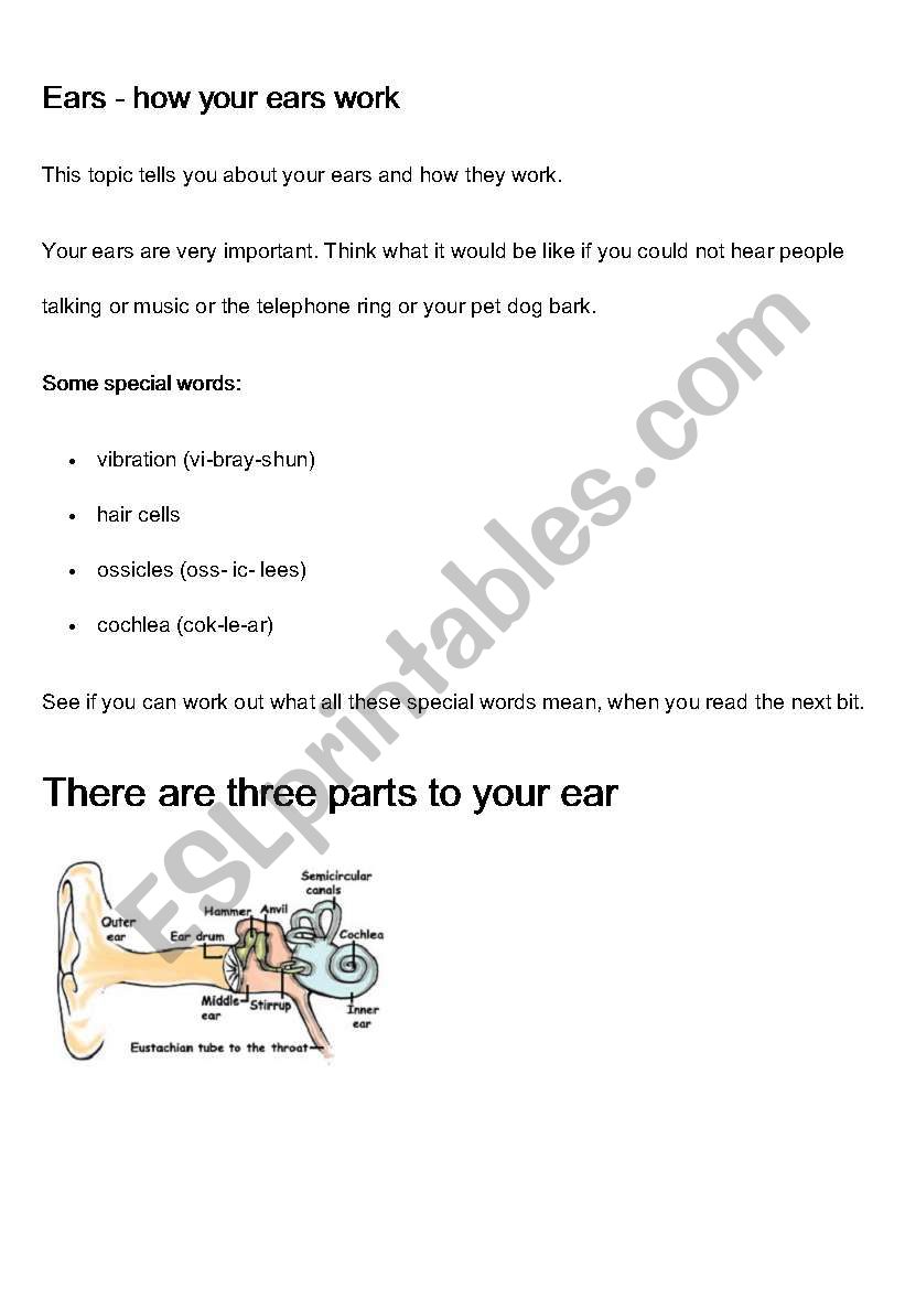 How the ear works worksheet