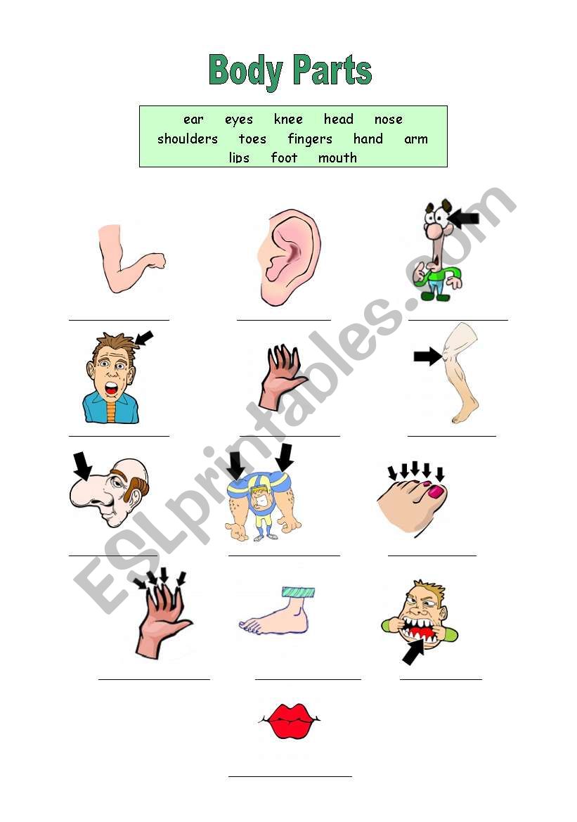 Body Parts worksheet