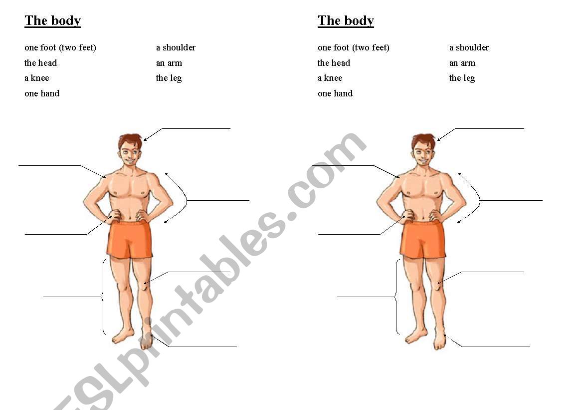The Body worksheet