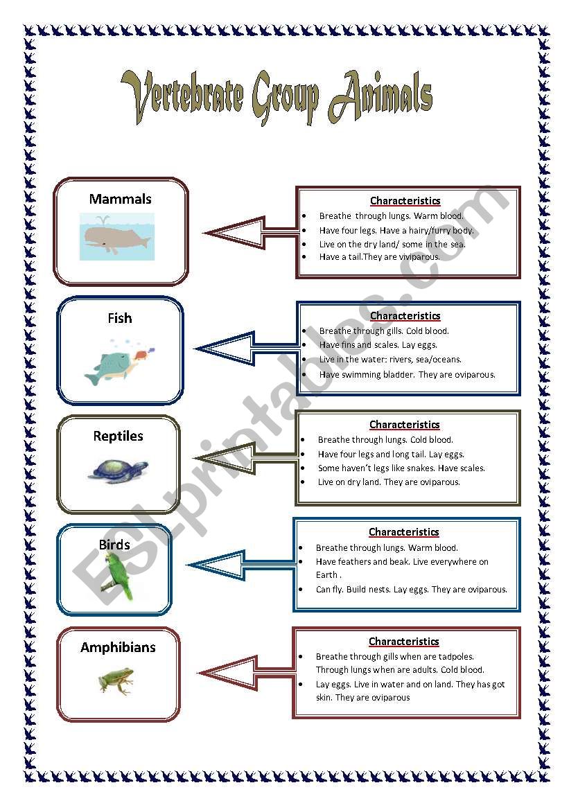 Vertebrate group animals worksheet