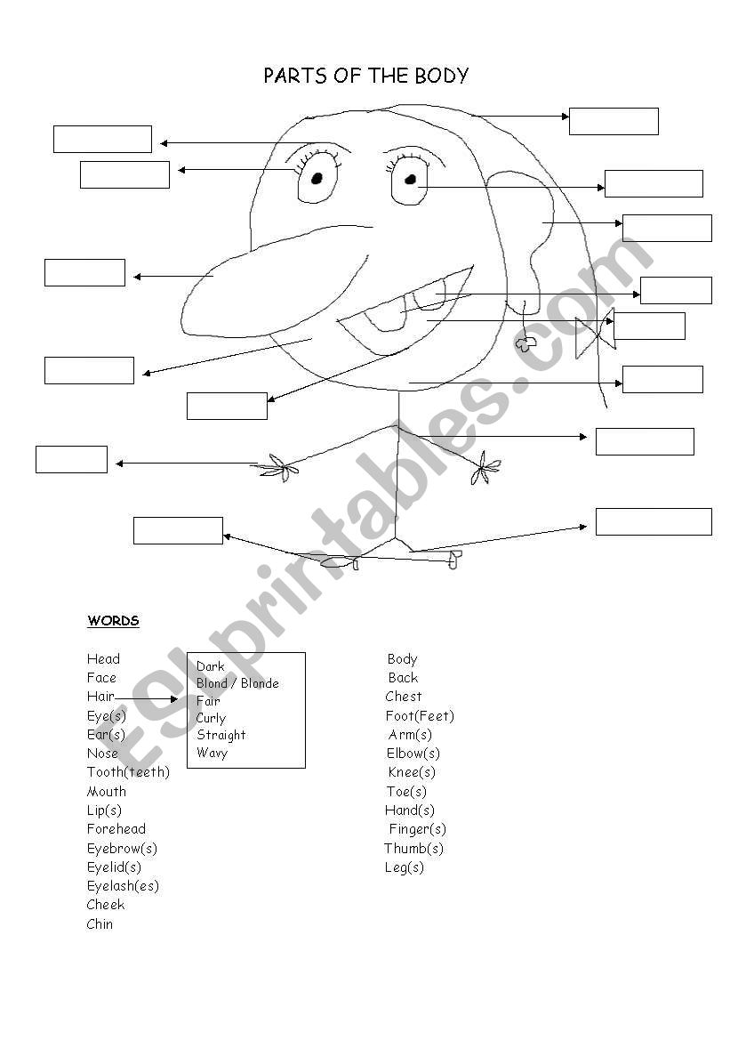 parts of the body worksheet