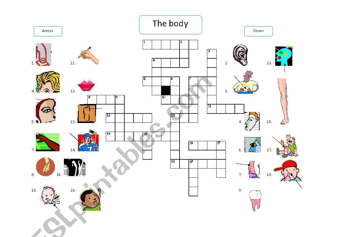 A crossword puzzle - The body worksheet