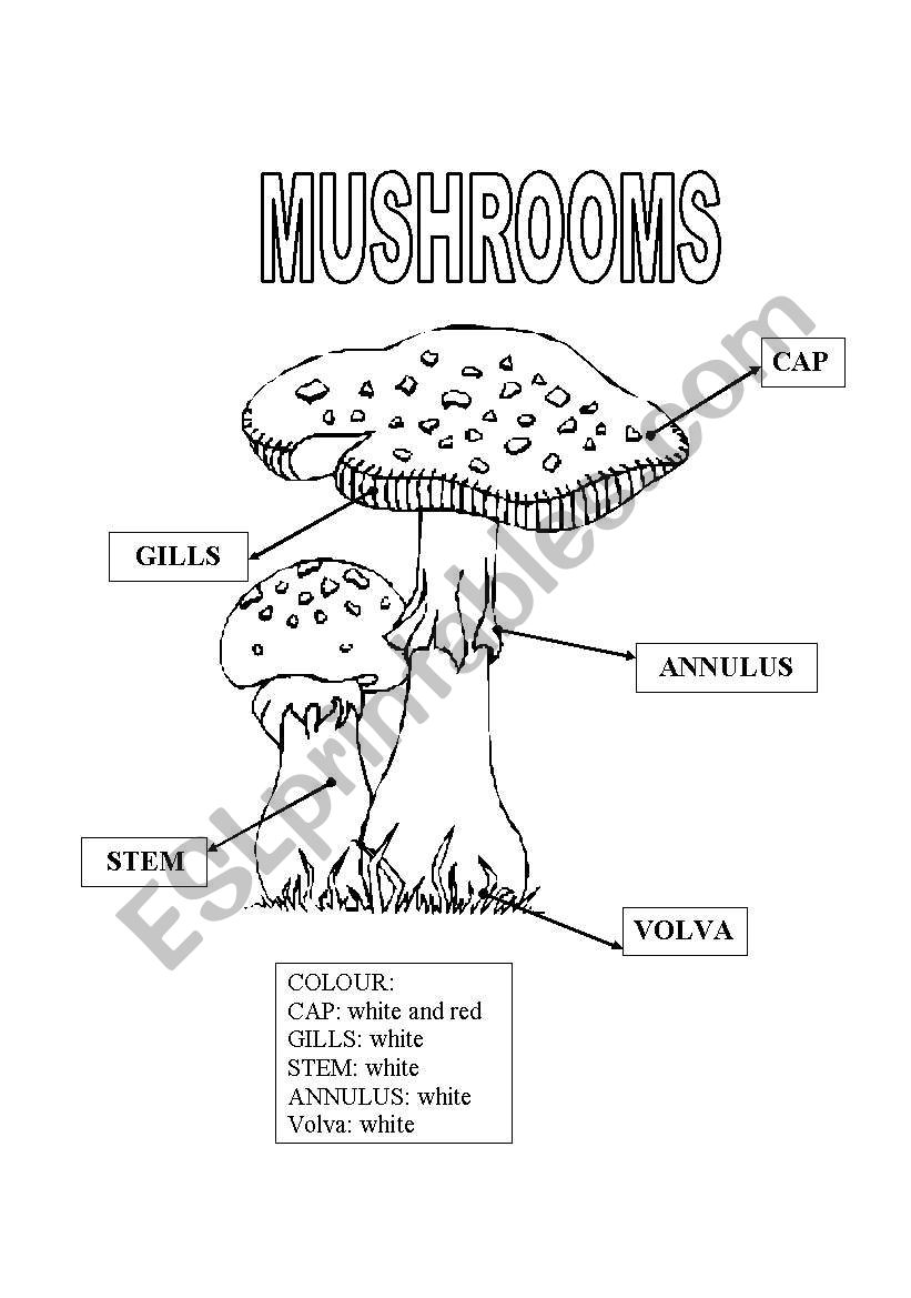 The Mushrooms worksheet
