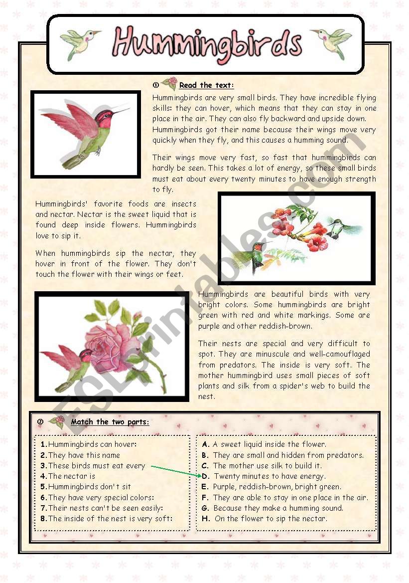 Hummingbirds worksheet