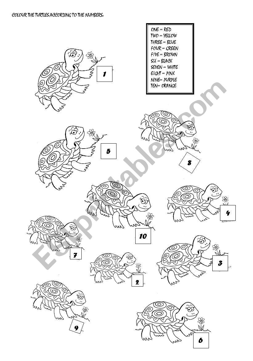 Colour the turtles worksheet