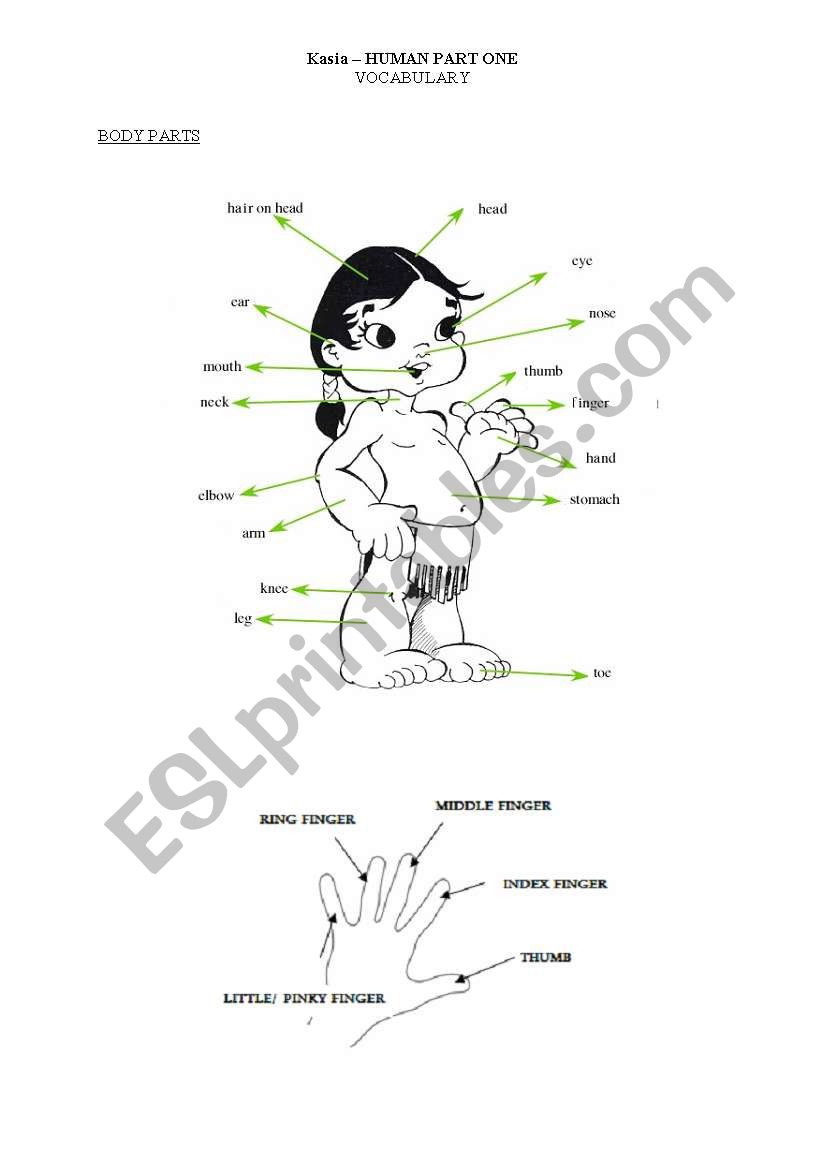 body parts and human description