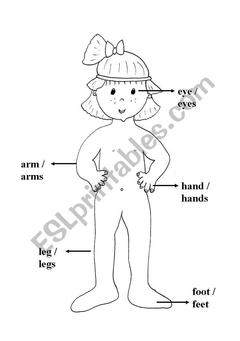 human body worksheet